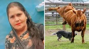 गाय का दूध पीने से महिला की मौत, 50 से अधिक लोगों ने किया था गाय के दूध का सेवन
