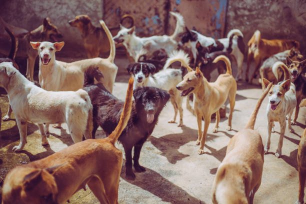 सड़क पर नहीं, अपने घर में कुत्तों को खाना खिलाइए सुप्रीम कोर्ट की फटकार